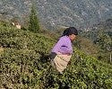 Pruning in Darjeeling