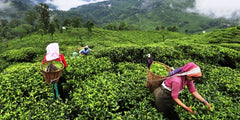 How the Global Pandemic affected the Indian Tea Industry