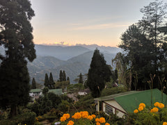 Best teas in the Darjeeling region