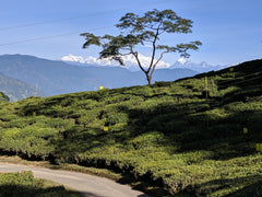 Why is Darjeeling tea famous? Top 5 things to know about Darjeeling tea gardens