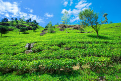 Tea Tourism - A trip to Darjeeling